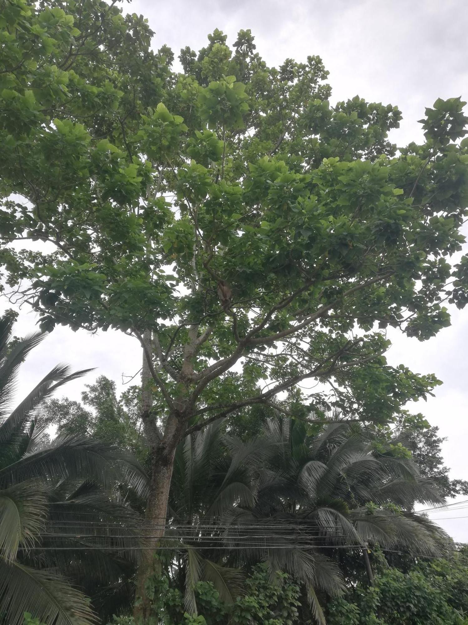 Paraiso Verde Siqurres Da Alegria Exteriér fotografie