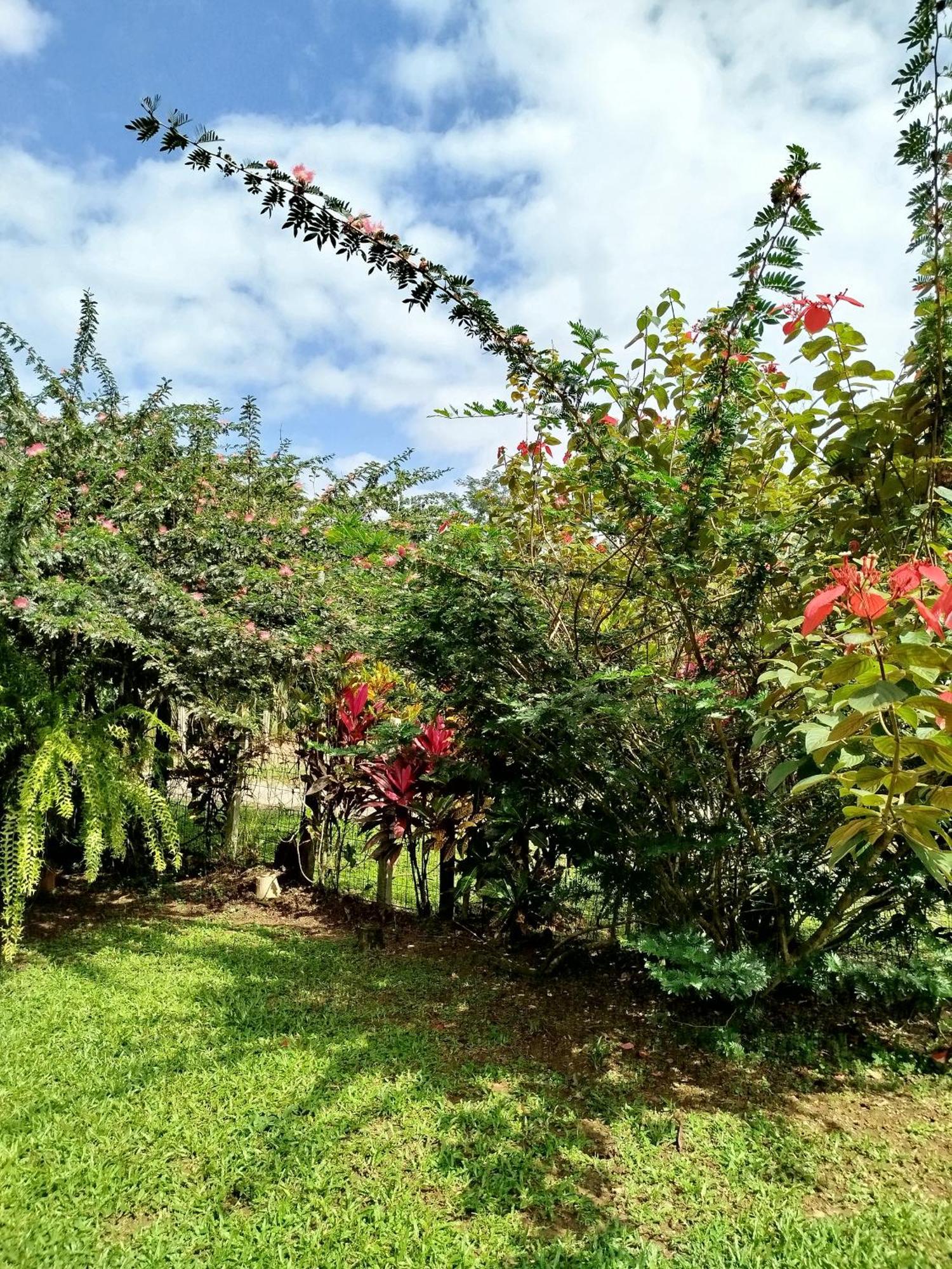 Paraiso Verde Siqurres Da Alegria Pokoj fotografie