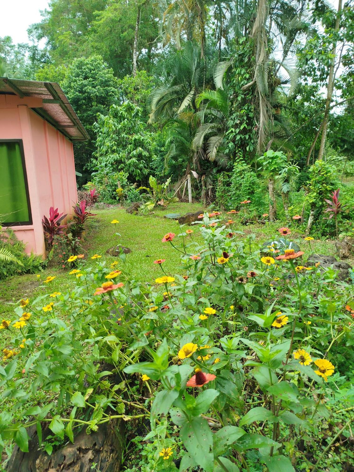 Paraiso Verde Siqurres Da Alegria Pokoj fotografie